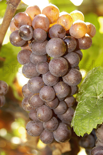 Rulandské šedé (Pinot Gris)