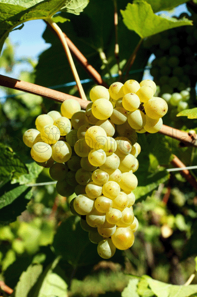 Rulandské biele  (Pinot Blanc)