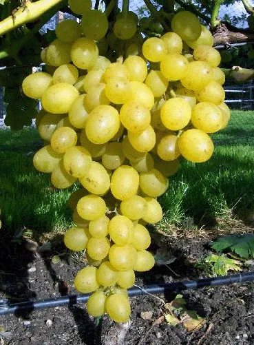 Palatina  (Rezistentná odroda)