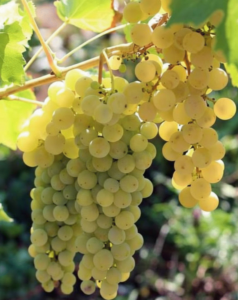 Moravský muškát Moravský muškát