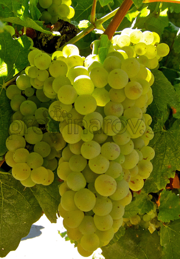 Chardonnay