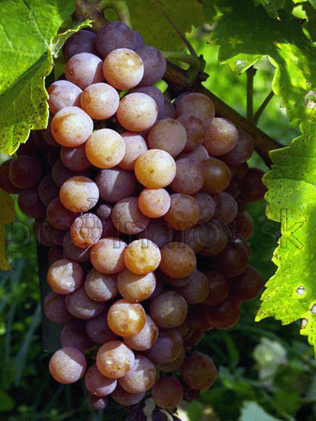 Pálava 