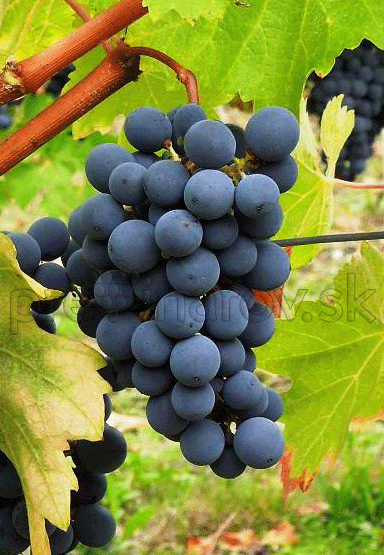 Cabernet Sauvignon 