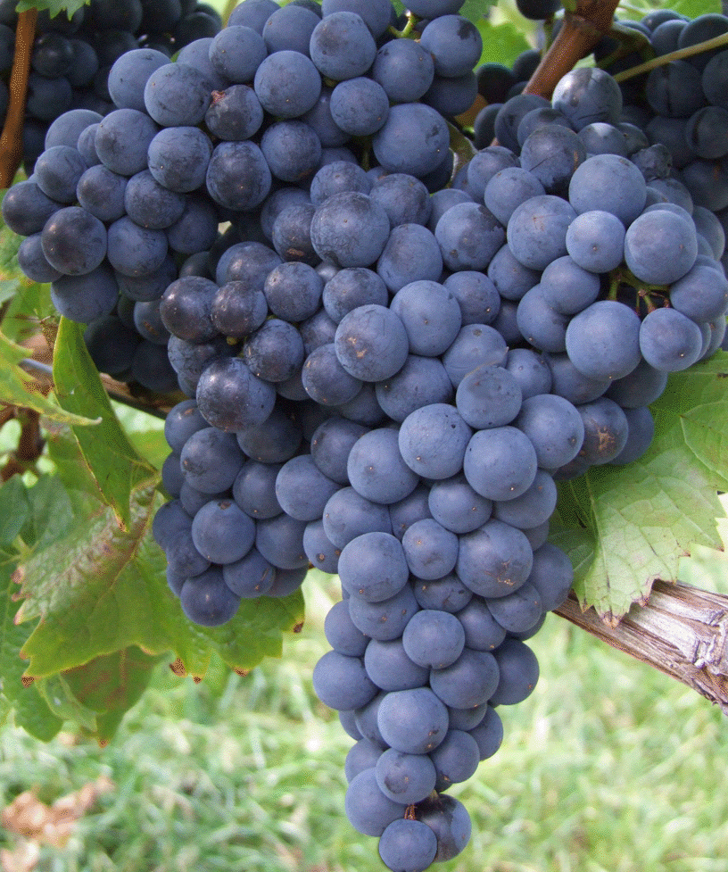 Cabernet Cortis (rezistentná odroda)