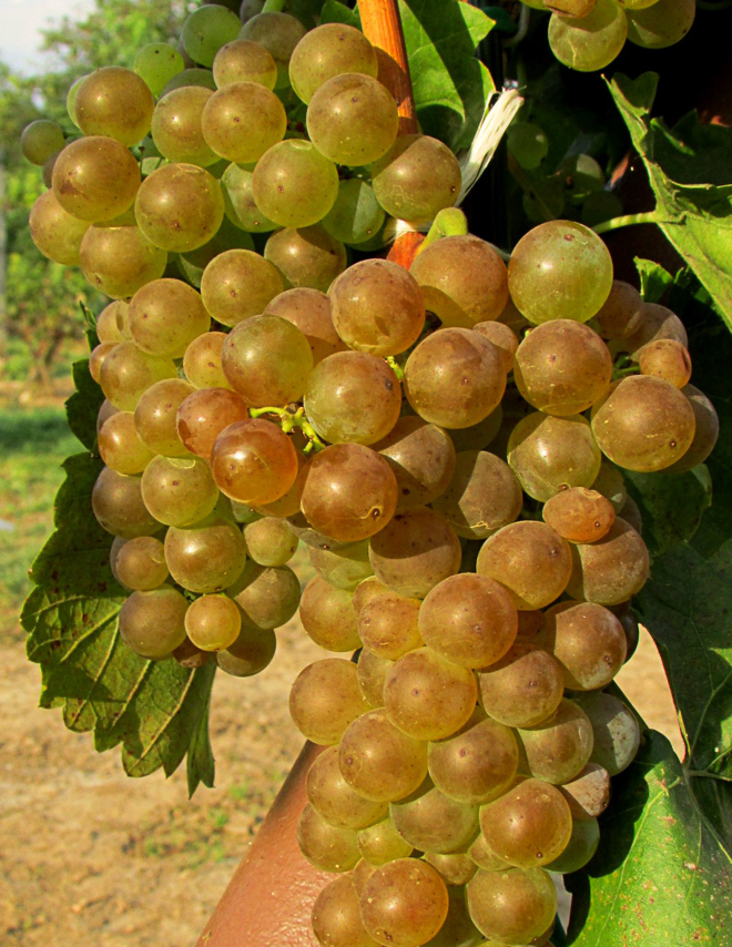 Malverina (rezistentná odroda)