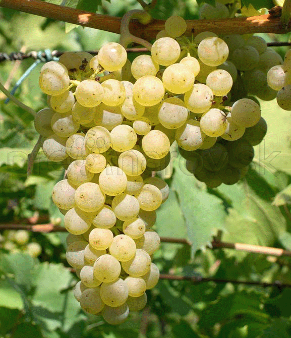 Müller-Thurgau